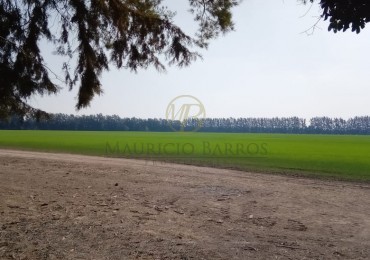 Campo agrícola 32 hectáreas con mejoras